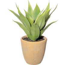 Agave im Terrakottatopf als Zimmerpflanze