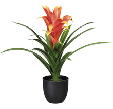 Guzmania im Topf als Zimmerpflanze