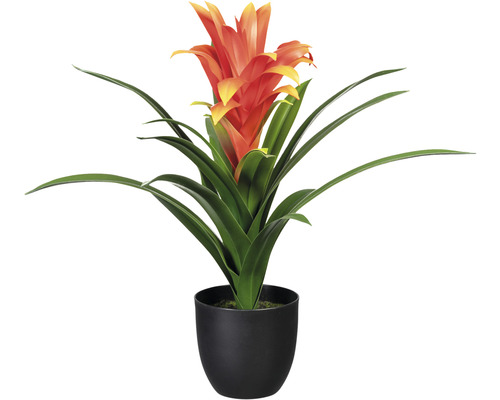 Guzmania im Topf als Zimmerpflanze