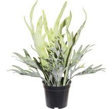 Kunstpflanze Platycerium Höhe: 40 cm grün