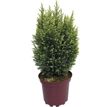 Zypresse in einem Topf