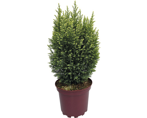 Zypresse in einem Topf