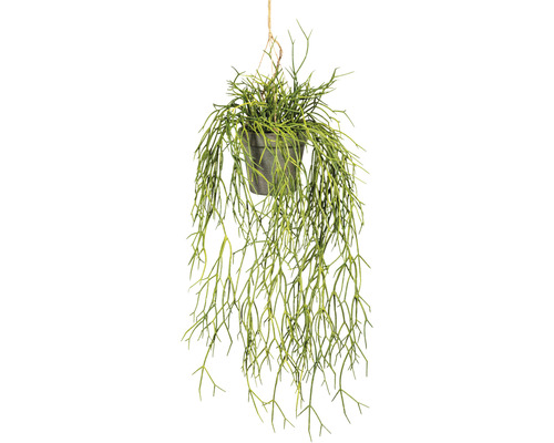 Kunstpflanze Rhipsalishänger Höhe: 60 cm grün