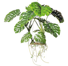 Monstera Zimmerpflanze mit hängenden Trieben