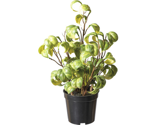 Kunstpflanze Ficus Barock Höhe: 30 cm grün