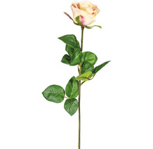 Kunstpflanze Gartenrosen Höhe: 69 cm rosa creme