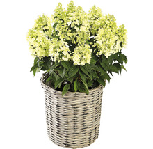Rispenhortensie im Korb
