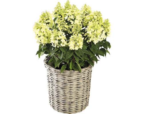 Rispenhortensie im Korb