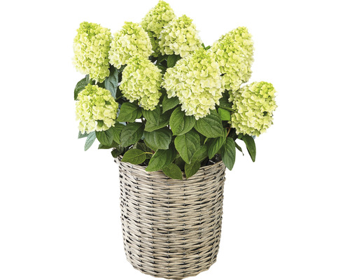 Rispenhortensie in geflochtenem Korb