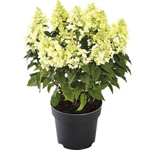 Rispenhortensie im Topf