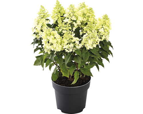 Rispenhortensie im Topf