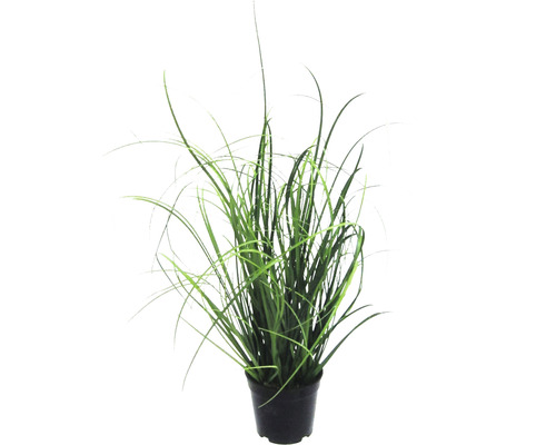 Kunstpflanze Grasbusch Höhe: 40 cm grün