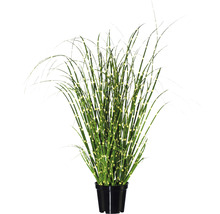 Kunstpflanze Miscanthus Höhe: 42 cm grün