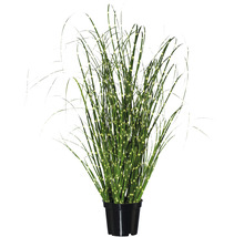 Zebrapflanze im Topf