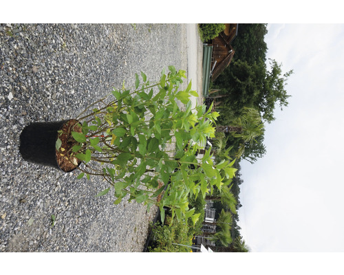 Rispenhortensie/Hydrangea paniculata 'Sundae Fraise' 20/60 cm, im Topf ab 10 Stück