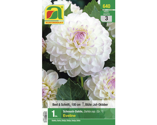 Blumenzwiebel Austrosaat Dahlie 'Eveline' 1 Stück