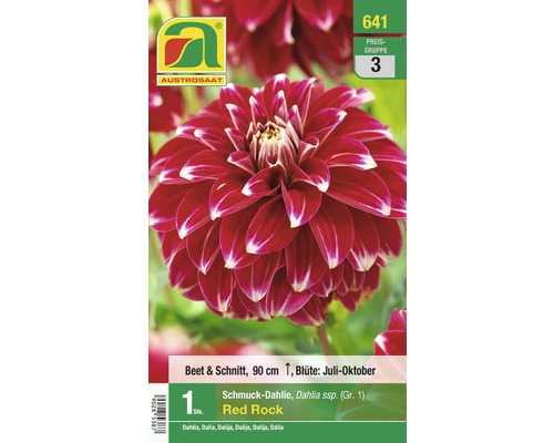 Blumenzwiebel Austrosaat Dahlie 'Red Rock' 1 Stück