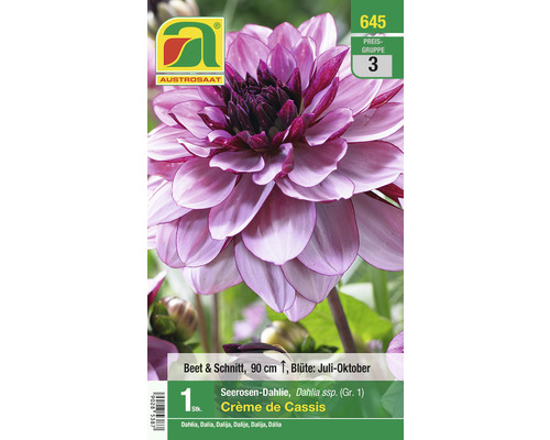 Blumenzwiebel Austrosaat Dahlie 'Crème de Cassis' 1 Stück