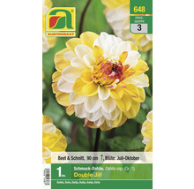 Blumenzwiebel Austrosaat Dahlie 'Double Jill' 1 Stück