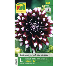 Austro Saaten Mystery Day Zierdahlie Packung