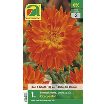 Zierdahlie Oranjestad, geeignet für Beet und Schnittblumen