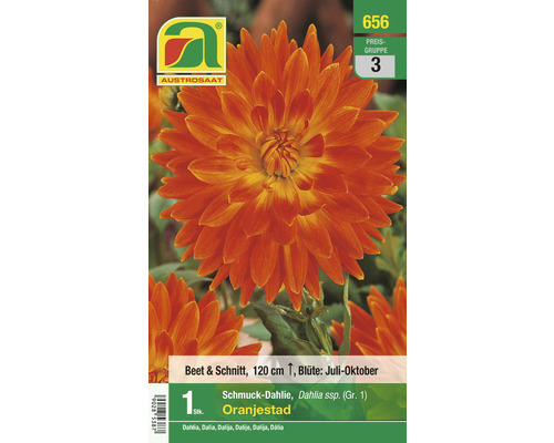 Blumenzwiebel Austrosaat Dahlie 'Oranjestad' 1 Stück