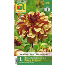 Seerosendahlie Creme de Cognac im Einzelpack