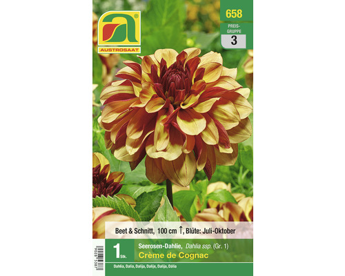 Blumenzwiebel Austrosaat Dahlie 'Crème de Cognac' 1 Stück