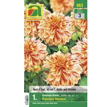Schmuckdahlie Painted Madam, Beet- und Topfpflanze