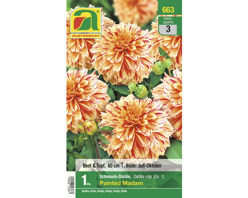 Blumenzwiebel Austrosaat Dahlie 'Painted Madam' 1 Stück