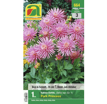 Packung Kaktus-Dahlie Park Princess Blumensamen