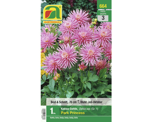 Blumenzwiebel Austrosaat Dahlie 'Park Princess' 1 Stück