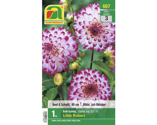 Blumenzwiebel Austrosaat Dahlie 'Little Robert' 1 Stück