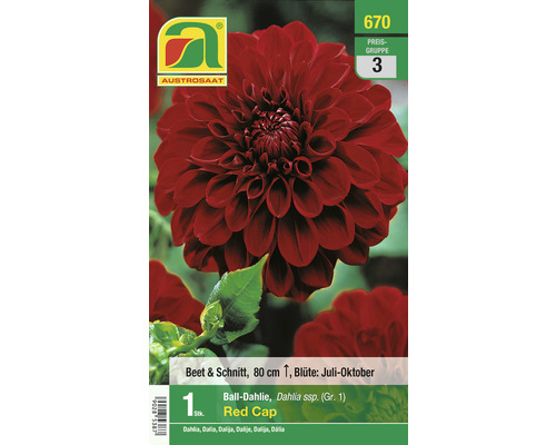 Blumenzwiebel Austrosaat Dahlie 'Red Cap' 1 Stück