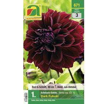Schmuckdahlie Dark Fubuki, Beet und Schnitt, Höhe circa 80 Zentimeter, Blütezeit von Juli bis Oktober