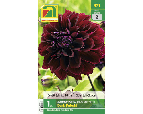 Blumenzwiebel Austrosaat Dahlie 'Dark Fubuki' 1 Stück