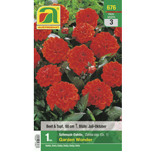 Samenpackung Schmuckdahlie Garden Wonder