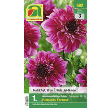 Anemonenblütige Dahlie Richards Fortune für Beet und Topf