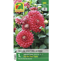 Schmuckdahlie Go Go Two Tone