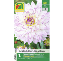 Schmuckdahlie Crazy Love im Saatguttütchen von Austro-Saat