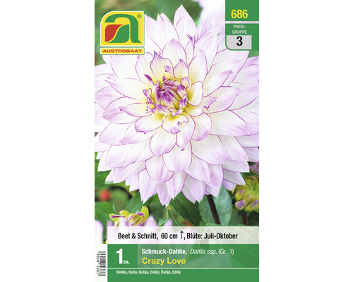 Blumenzwiebel Austrosaat Dahlie 'Crazy Love' 1 Stück