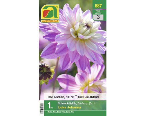 Blumenzwiebel Austrosaat Dahlie 'Luka Johanna' 1 Stück