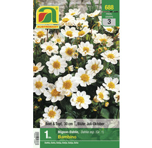 Mignon Dahlie Bambino Pflanze für Beet und Topf