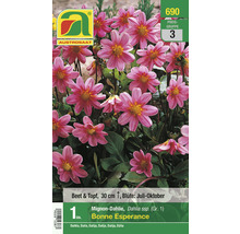 Austro Saat Mignon Dahlie Bonne Esperance