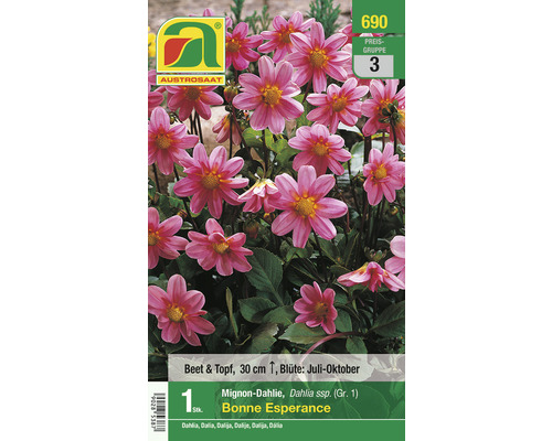 Blumenzwiebel Austrosaat Dahlie 'Bonne Esperance' 1 Stück