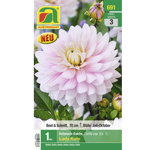 Zierdahlie Lady Kate, 70 Zentimeter hoch, Blütezeit Juli bis Oktober