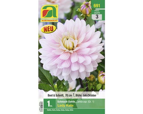 Blumenzwiebel Austrosaat Dahlie 'Lady Kate' 1 Stück