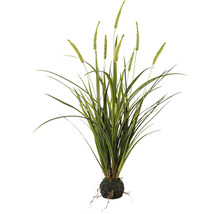 Dekorative Grasbüschel mit Wurzelballen für Innenräume