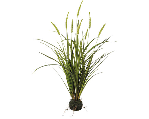 Kunstpflanze Miscanthus Höhe: 75 cm grün