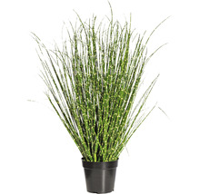 Kunstpflanze Miscanthus Höhe: 80 cm grün